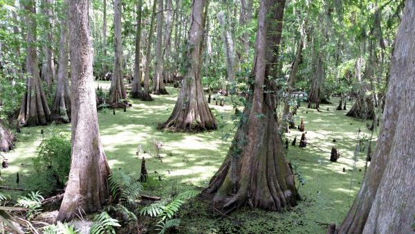 Wild Florida Swamp