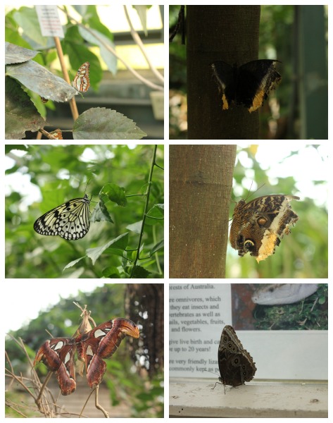 Butterflies in the Magic Wings Conservatory