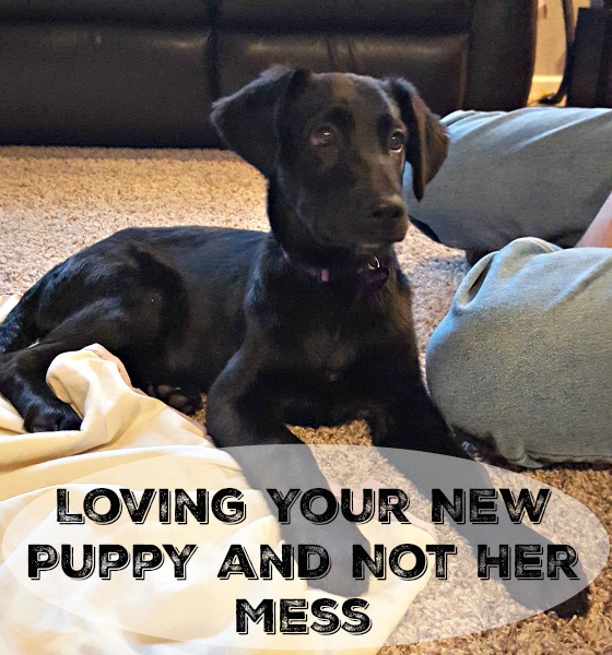 Loving Your New Puppy and Not Her Mess