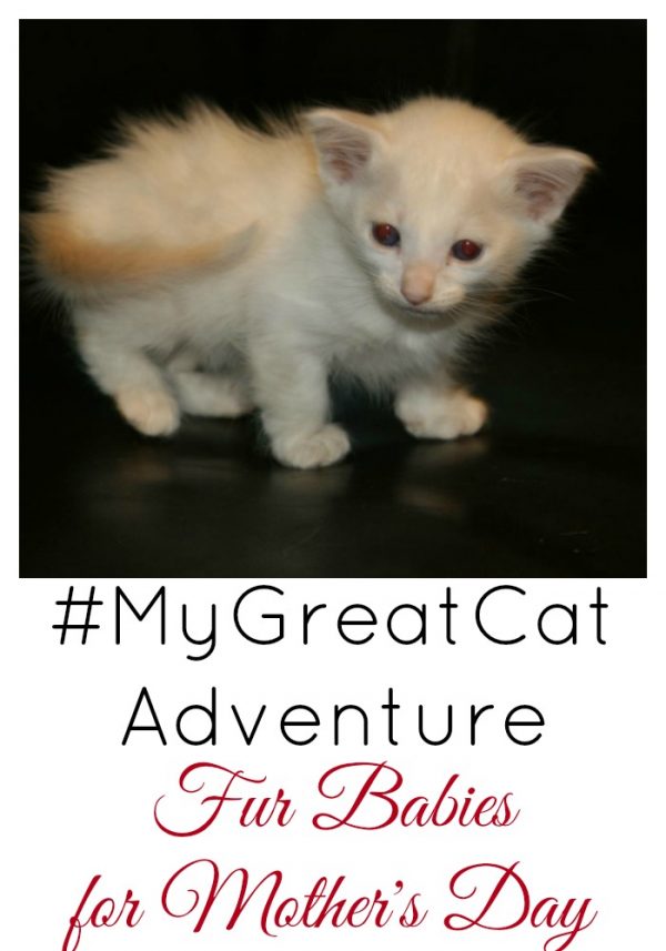 How we are celebrating #MyGreatCat Adventure day with Fur Babies for Mother's Day
