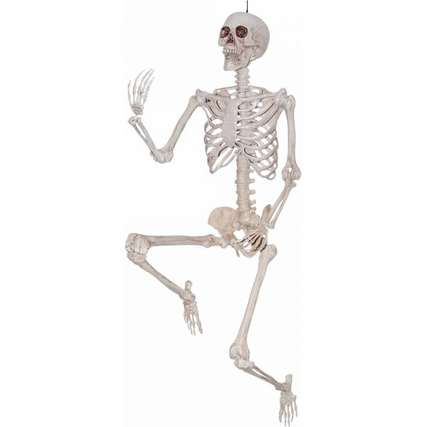 5-poseable-skeleton