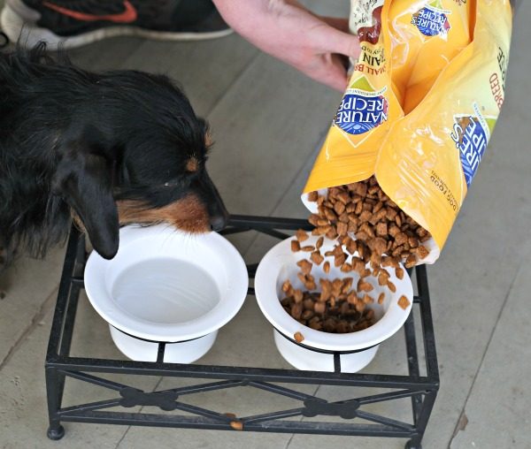 Feeding Our Dog All Natural Dog Food