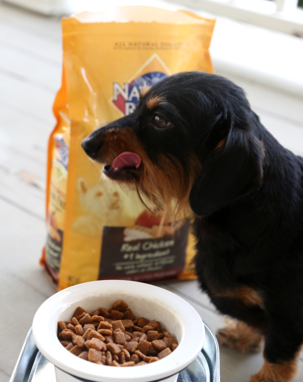 How to Safely Switch Dog Food