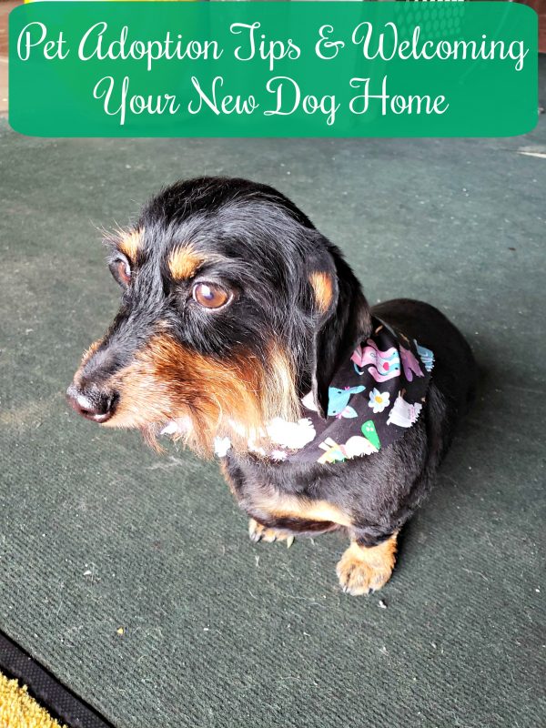 Pet Adoption Tips and Welcoming Your New Dog Home