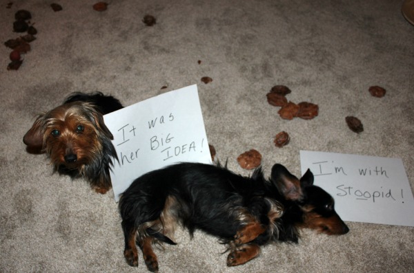 Dog Shaming