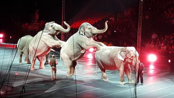 The Ringling Bros is on the Road