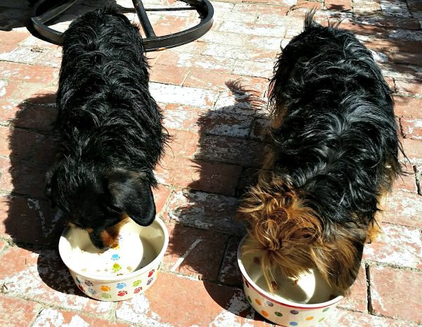 Alpo Meal Helpers to Enhance Your Pup's Meal