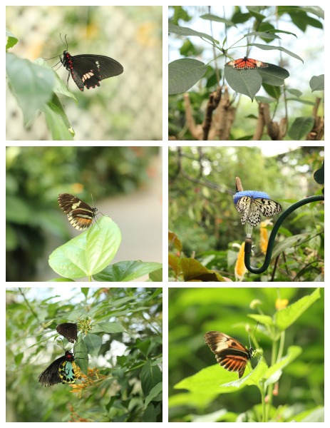 Butterflies in the Magic Wings Conservatory
