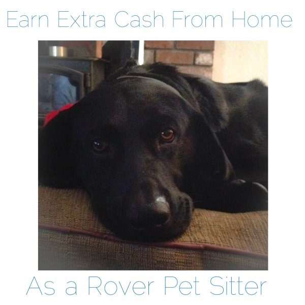 Earn Extra Cash Working From Home as a Pet Sitter for Rover.com