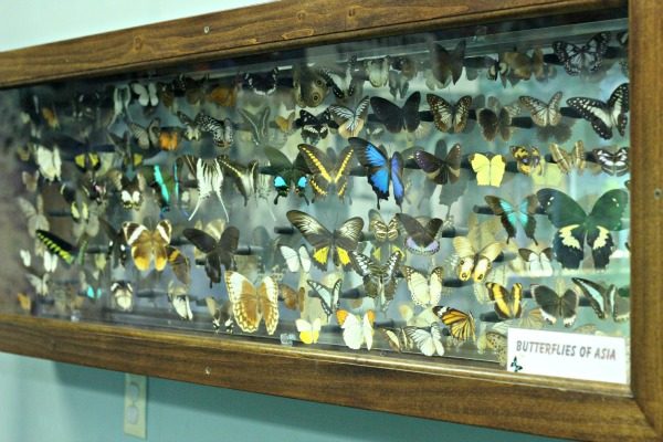 Butterflies of Asia in the Magic Wings Conservatory
