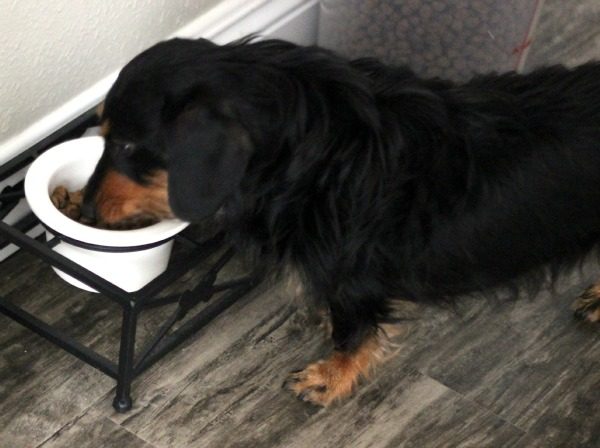 Why My Pup Made the Switch to Rachael Ray Nutrish Grain Free Dog Food
