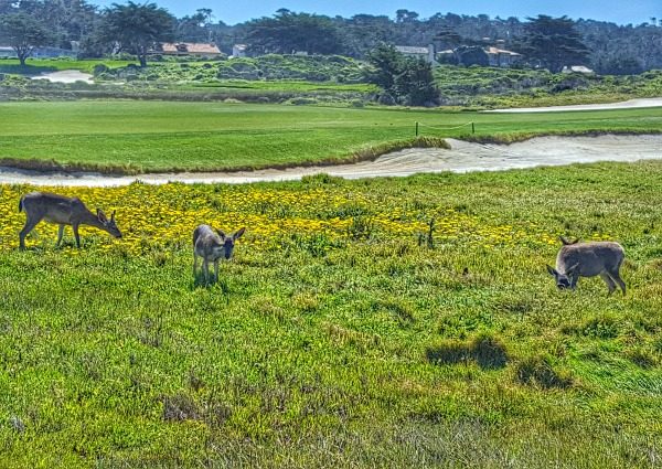 Best Photo Spots in Carmel and Monterey