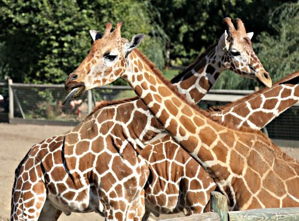 Planning for Your African Adventure at Safari West