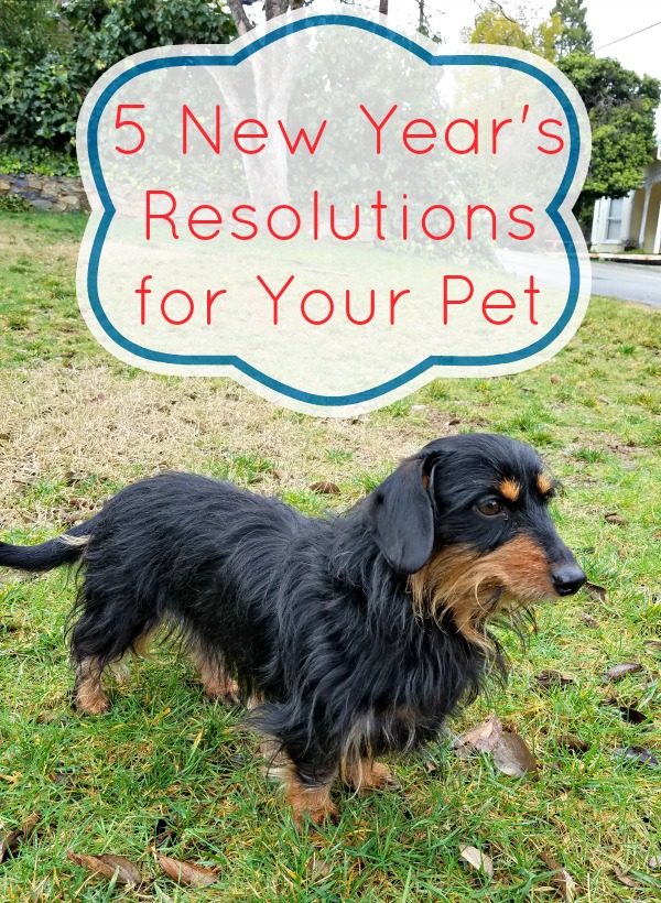 5 New Year's resolutions for Your Pet