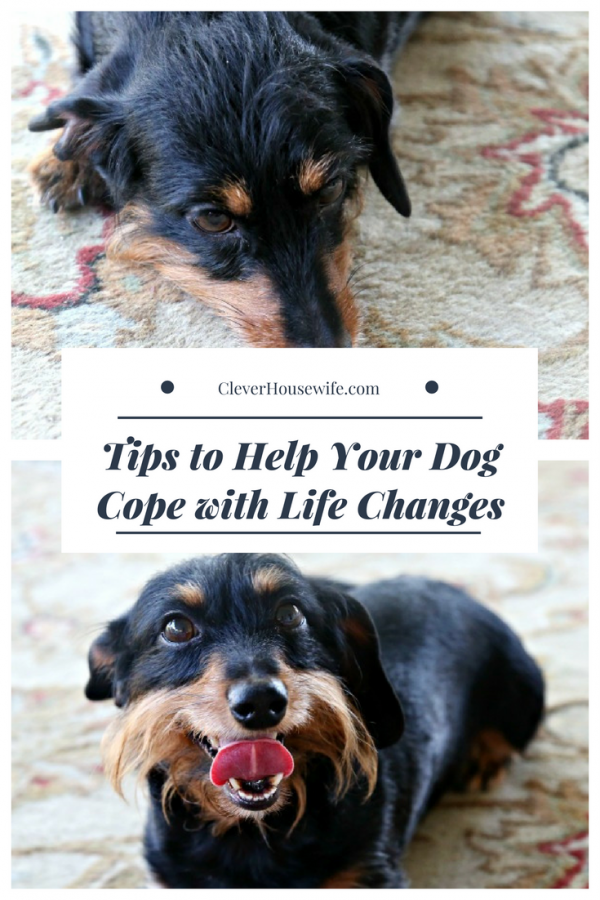 Tips to Help Your Dog Cope with Life Changes
